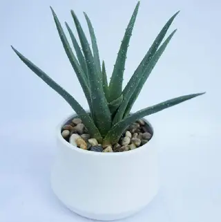 Faux Spiky Agave Succulent Plant