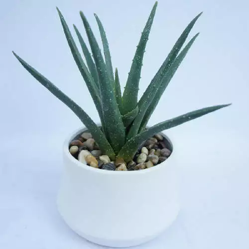 Faux Spiky Agave Succulent Plant