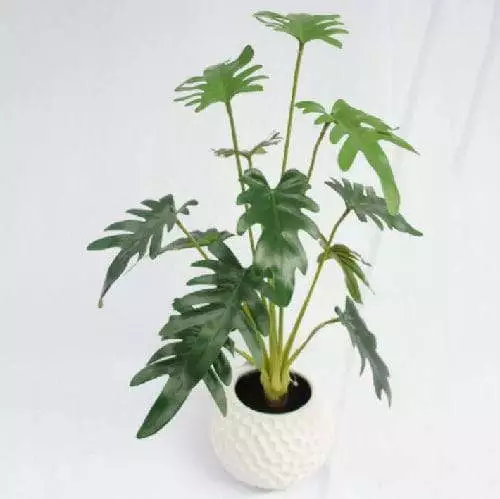 Potted Swiss Cheese Plant, 49 CM