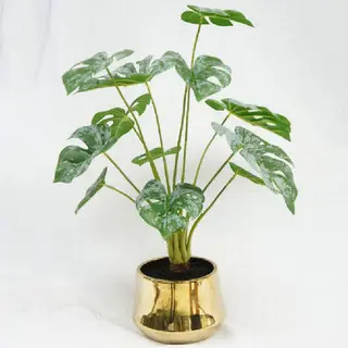 Monstera Plant with Pot, 51 CM