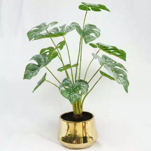 Monstera Plant with Pot, 51 CM