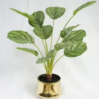 Artificial Arrowroot 12 Leaves, 58 CM