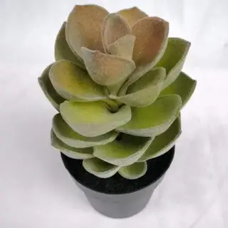 Artificial Succulents Tabletop Decor