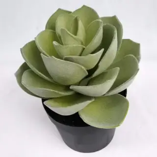 Realistic Succulents