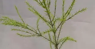 Artificial Fennel Leaves, 35 CM