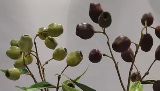 Artificial Gum Nuts Branch 26.5 CM