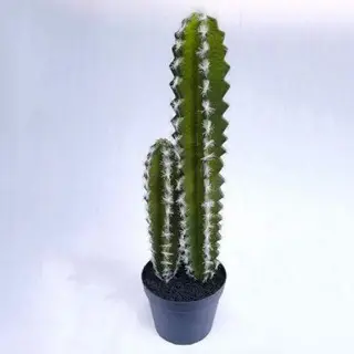 Succulents Plant Decor