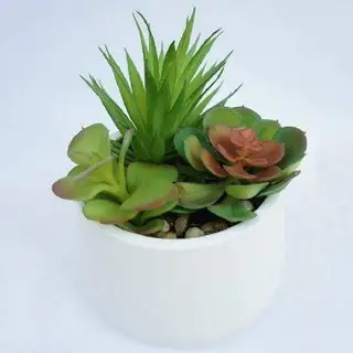 Real Looking Succulent for Decoration