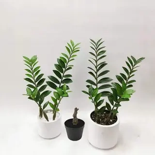 Artificial Zamioculcas Zamiifolia Bonsai, 30 CM - 70 CM