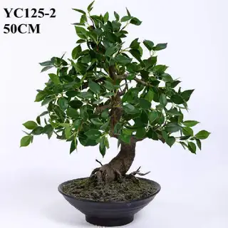 Artificial Cedrela Bonsai, 50 CM