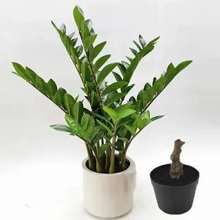 Artificial Zamioculcas Zamiifolia Bonsai, 30 CM - 70 CM