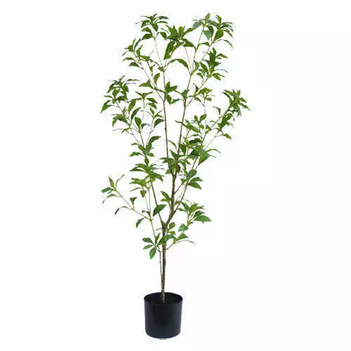 Artificial Pieris Japonica Tree, 120 CM