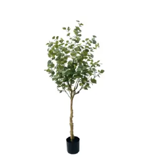 506-Leaf Eucalyptus Tree, 190cm