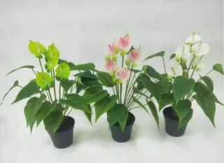 Sharetrade - Artificial Anthurium Andraeanum