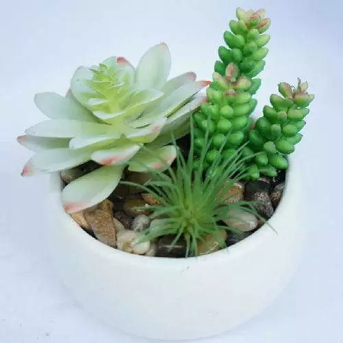 Mixed Succulent Potted Plants