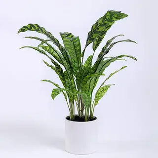 Artificial Calathea Lancifolia