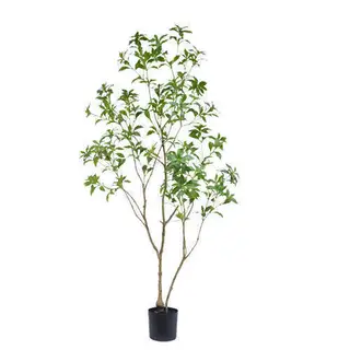 Special Artificial Pieris Japonica Tree, 180 CM
