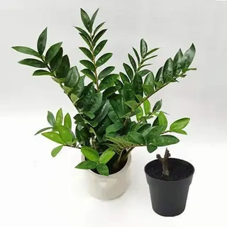 Artificial Zamioculcas Zamiifolia Bonsai, 30 CM - 70 CM