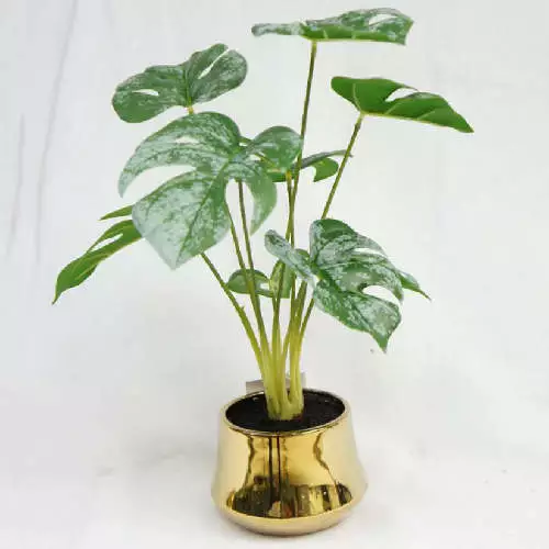 Swiss Cheese Plant Potted, 40 CM