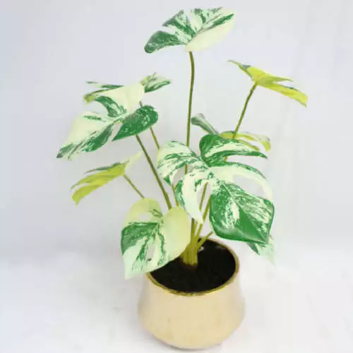 Potted Swiss Cheese Plant, 40 CM