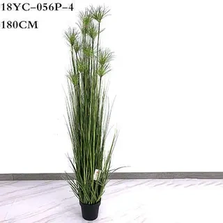 Artificial Amorseco, Lesser Spear Grass, Mackie's Pest