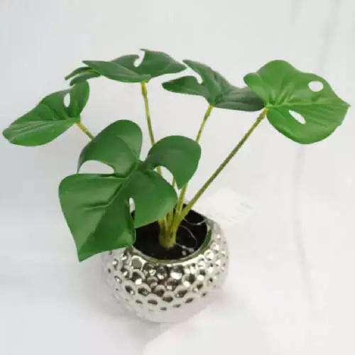 Monstera Mini Plant, 26 CM