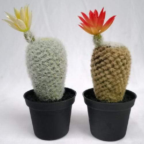 Succulent Plant Faux Tabletop Plants