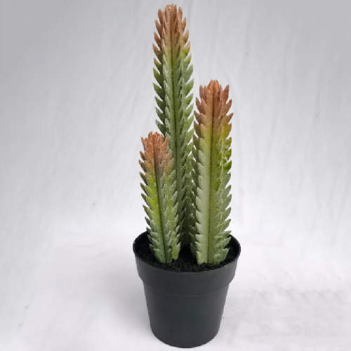 Succulents Decor