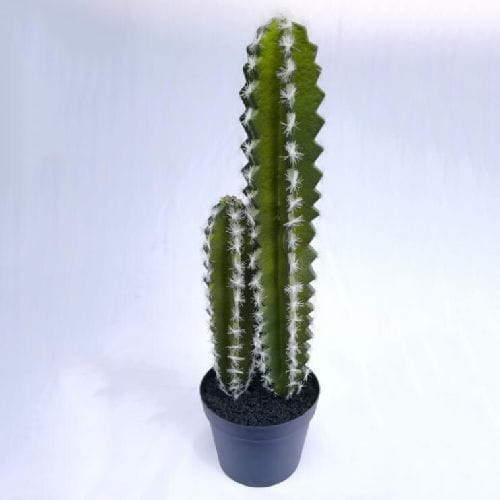 Succulents Plant Decor