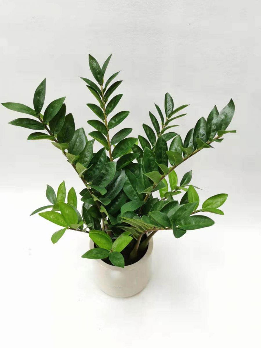 Artificial Zamioculcas Zamiifolia Bonsai 30 Cm 70 Cm Sharetrade