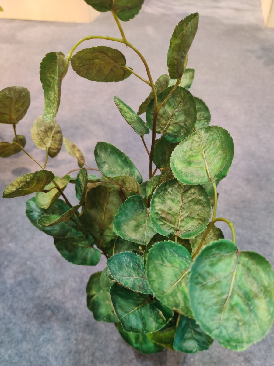 Artificial Polyscias Balfouriana Bonsai, 40 CM, 60 CM, 90 CM Artificial Polyscias Balfouriana Bonsai, 40 CM, 60 CM, 90 CM