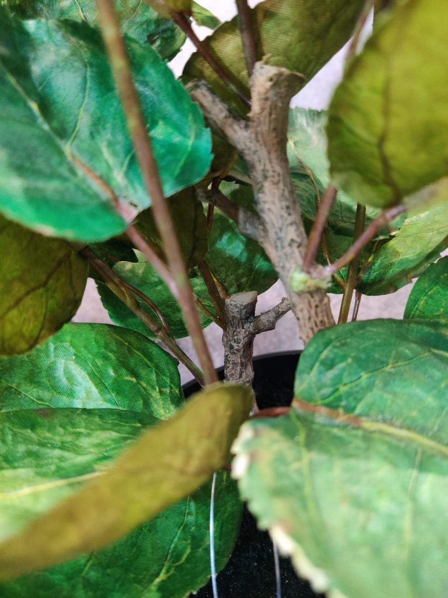 Artificial Polyscias Balfouriana Bonsai, 40 CM, 60 CM, 90 CM Artificial Polyscias Balfouriana Bonsai, 40 CM, 60 CM, 90 CM
