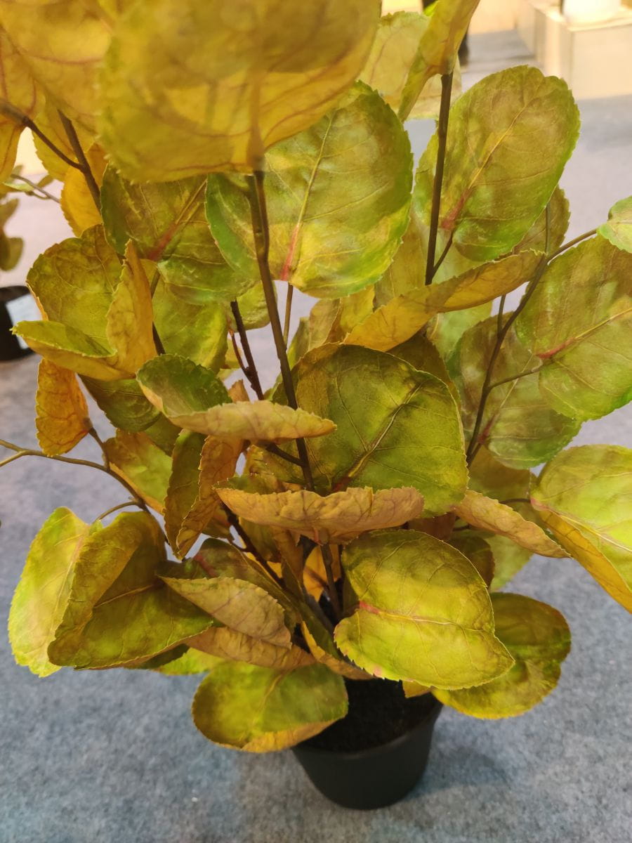 Artificial Yellow Polyscias Balfouriana Bonsai, 30 CM, 50 CM, 70 CM
