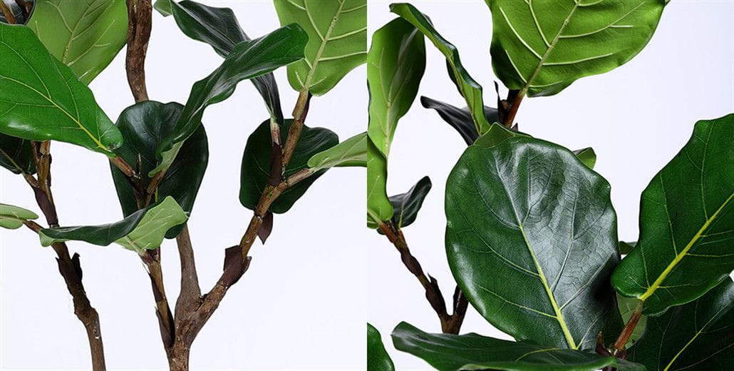 Ficus lyrata (Fiddle Leaf Fig Tree) - One of the most popular decor