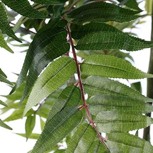 Artificial Toona sinensis, Five Trunks, 210CM