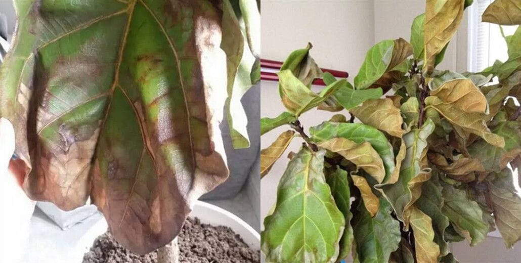 Ficus lyrata (Fiddle Leaf Fig Tree) - One of the most popular plants