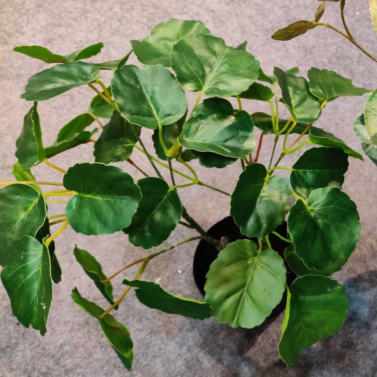 Artificial Polyscias Balfouriana Bailey, 30 CM, 40 CM, 50 CM