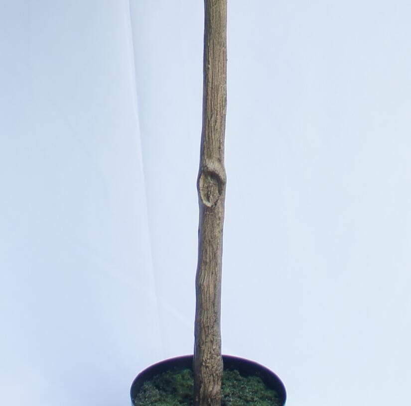 Artificial Lemon Tree, 180 CM Artificial Lemon Tree, 180 CM