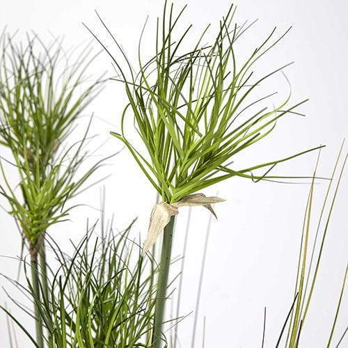 Artificial Amorseco, Lesser Spear Grass, Mackie's Pest