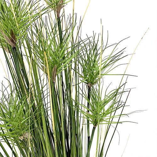 Artificial Amorseco, Lesser Spear Grass, Mackie's Pest