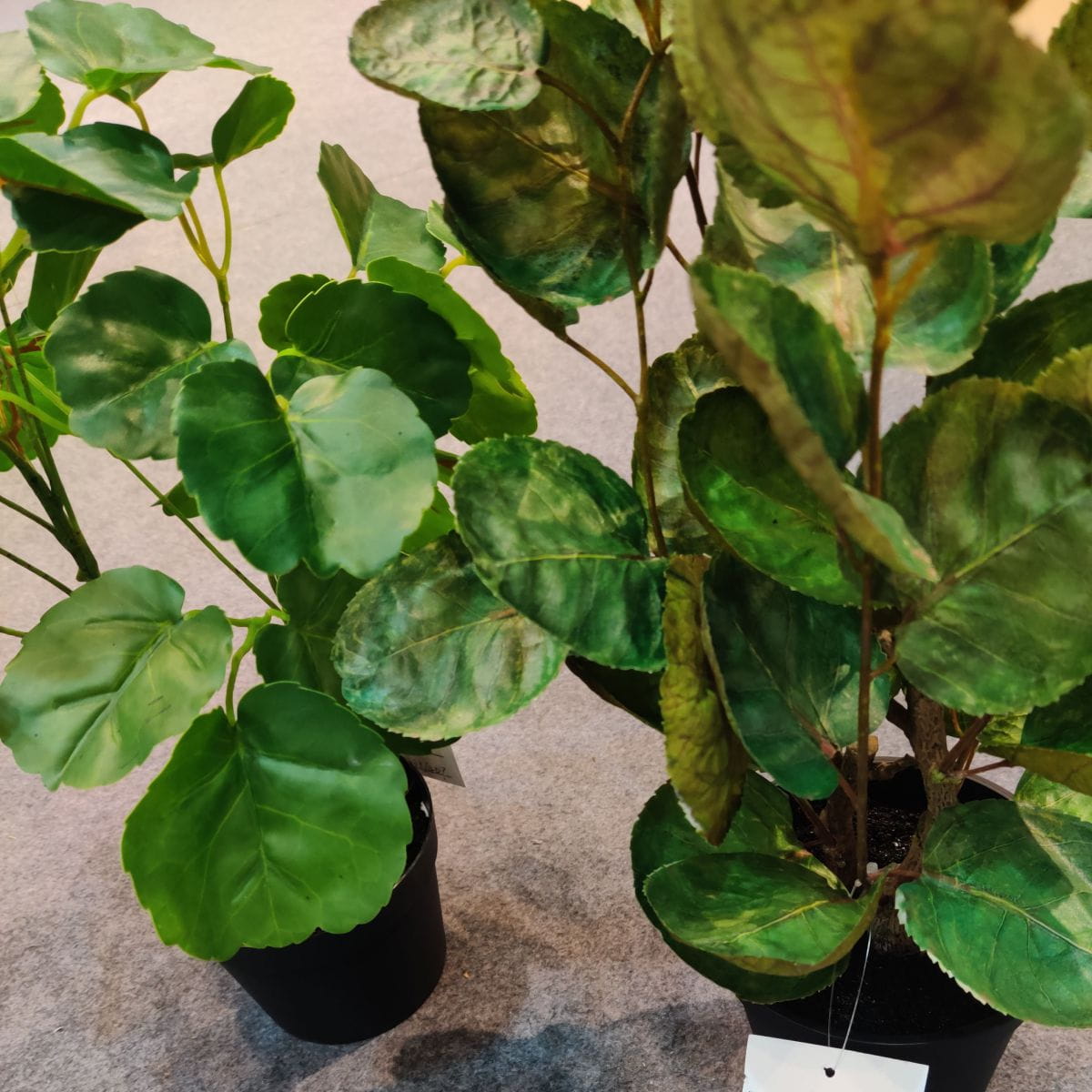 Artificial Polyscias Balfouriana Bailey Bonsai, 60 CM - 90 CM