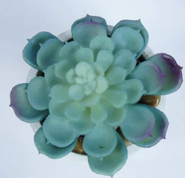 Mini Potted Succulent Plant Mini Potted Succulent Plant