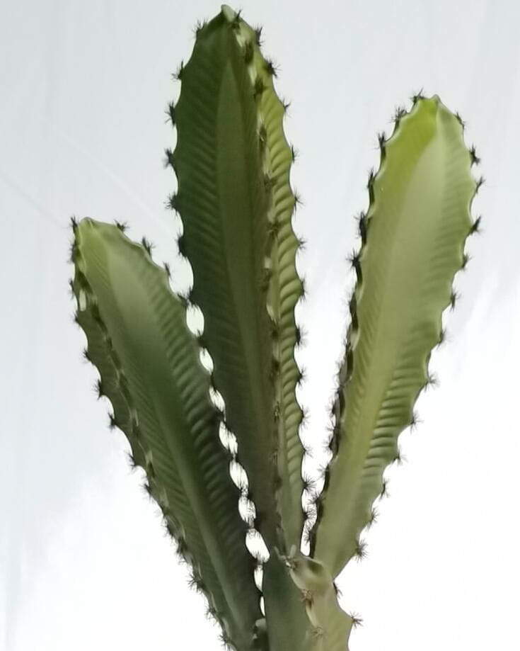 Artificial Desert Succulents