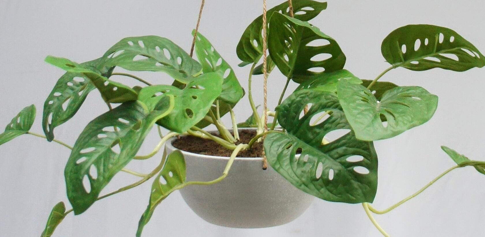 Artificial Hanging Monstera Plant, 40 CM