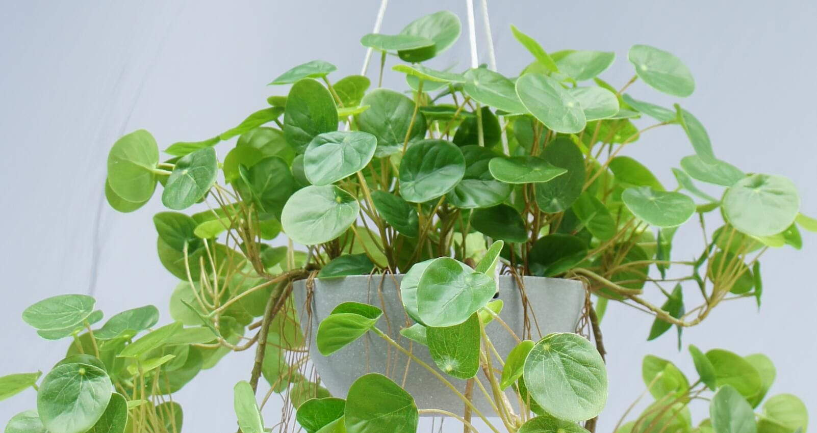 Artificial Hanging Plant With Pot, 80 CM Artificial Hanging Plant With Pot, 80 CM