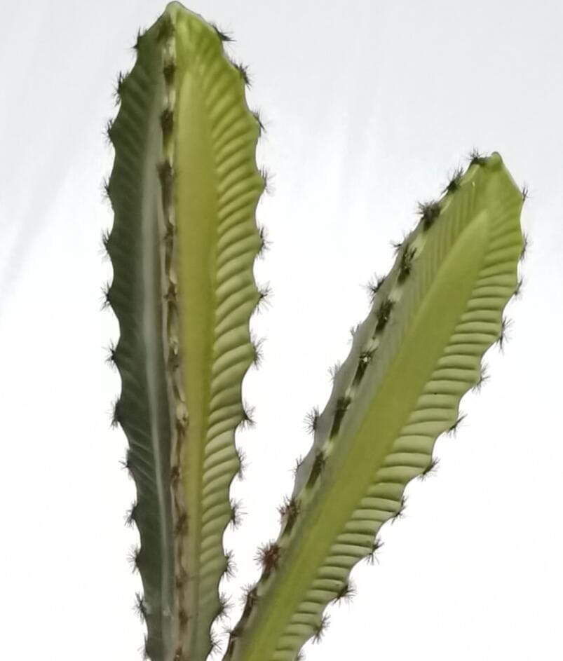 Faux Desert Succulent Plant Faux Desert Succulent Plant