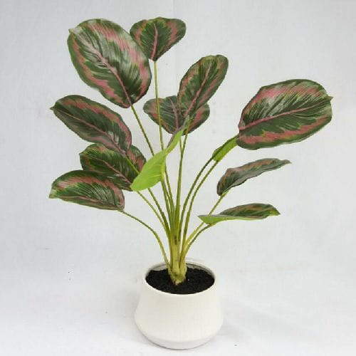 Artificial Arrowroot