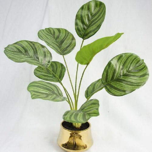 Faux Maranta