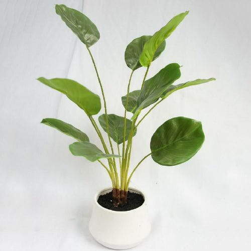 Artificial Maranta Arundinacea
