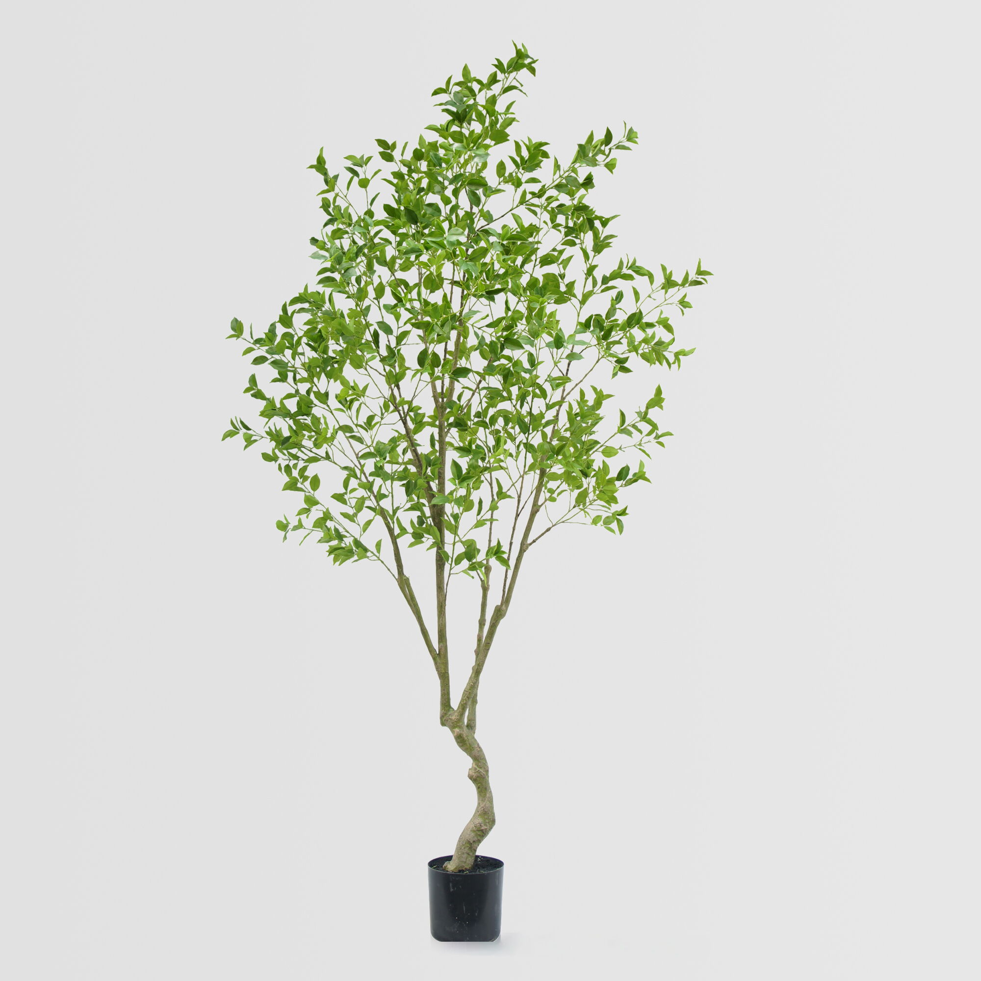 Artificial Ficus Henryi Tree (KD) – 230cm Faux Trees Wholesale for Commercial Projects Artificial Ficus Henryi Tree (KD) – 230cm Faux Trees Wholesale for Commercial Projects